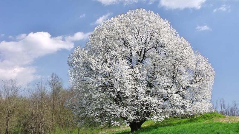 Hanami anche a Milano